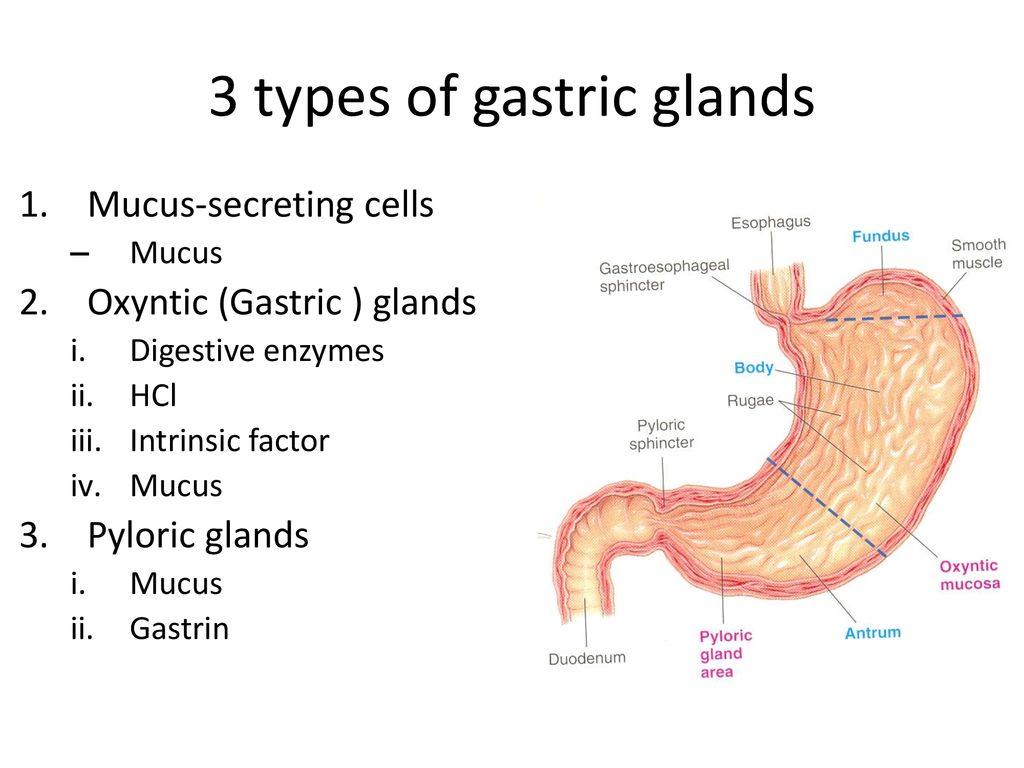 GIT GIT Secretions Esophageal Gastric Secretion Ingestion of food Biology Diagrams