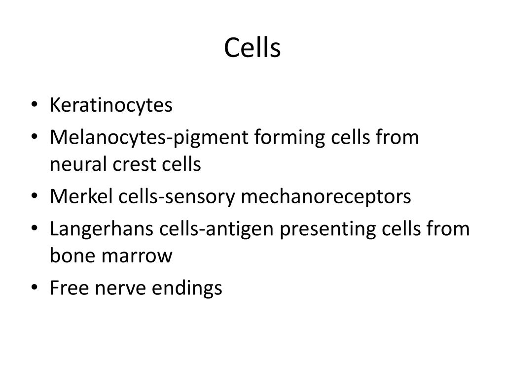 Cells Keratinocytes. Melanocytes-pigment forming cells from neural crest cells. Merkel cells-sensory mechanoreceptors.