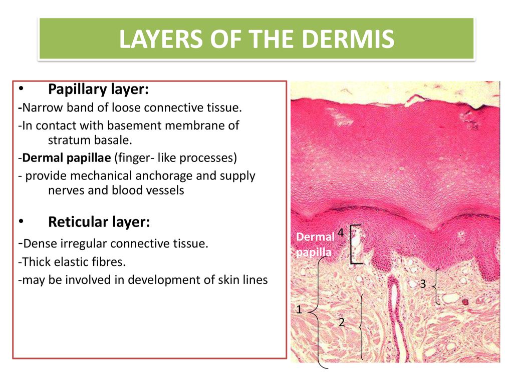 SKIN, SUPERFICIAL & DEEP FASCIA - ppt download