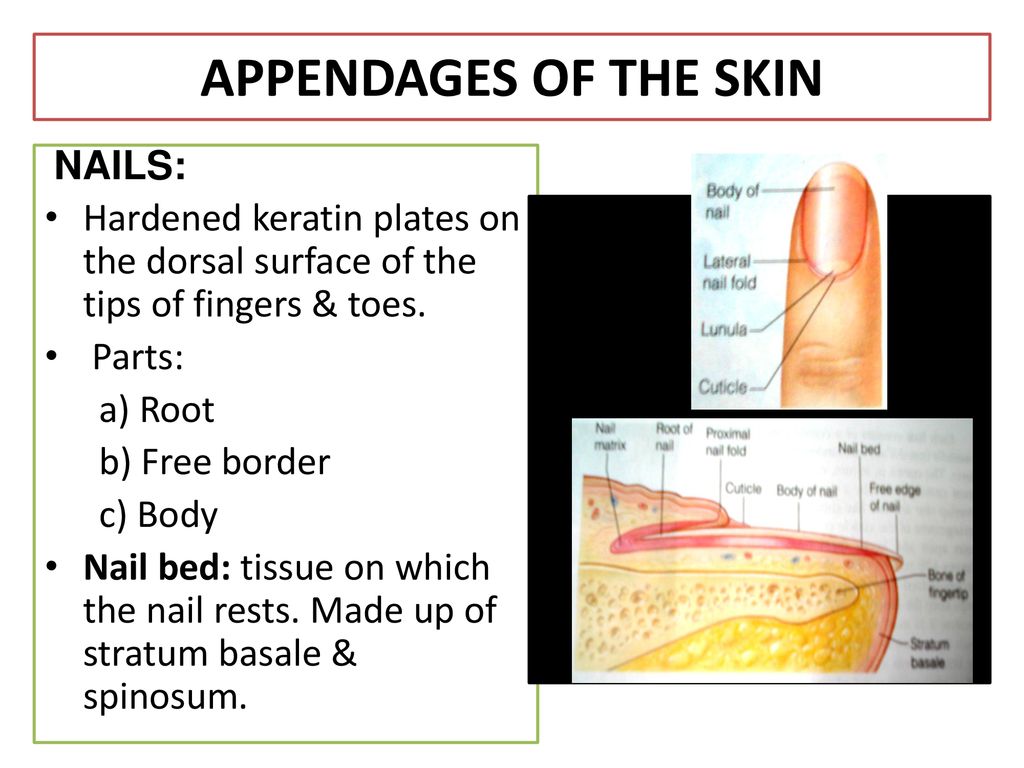 APPENDAGES OF THE SKIN NAILS: Hardened keratin plates on the dorsal surface of the tips of fingers & toes.