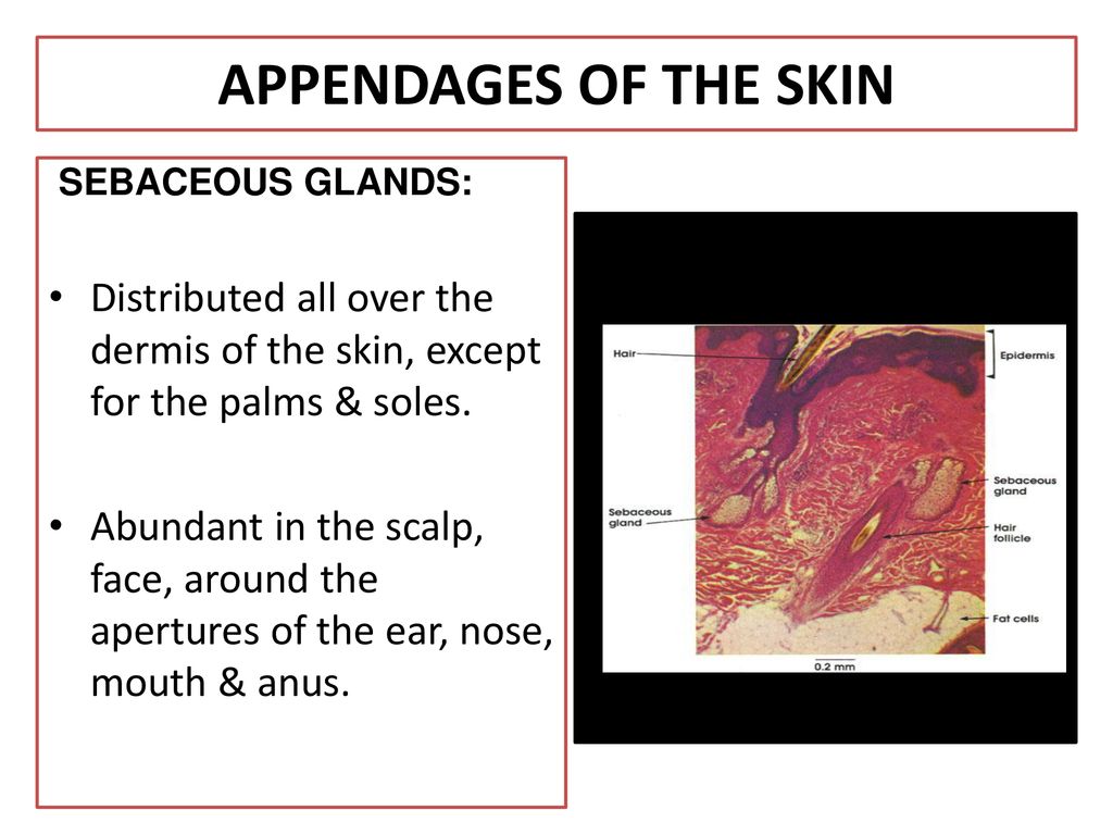 APPENDAGES OF THE SKIN SEBACEOUS GLANDS: Distributed all over the dermis of the skin, except for the palms & soles.