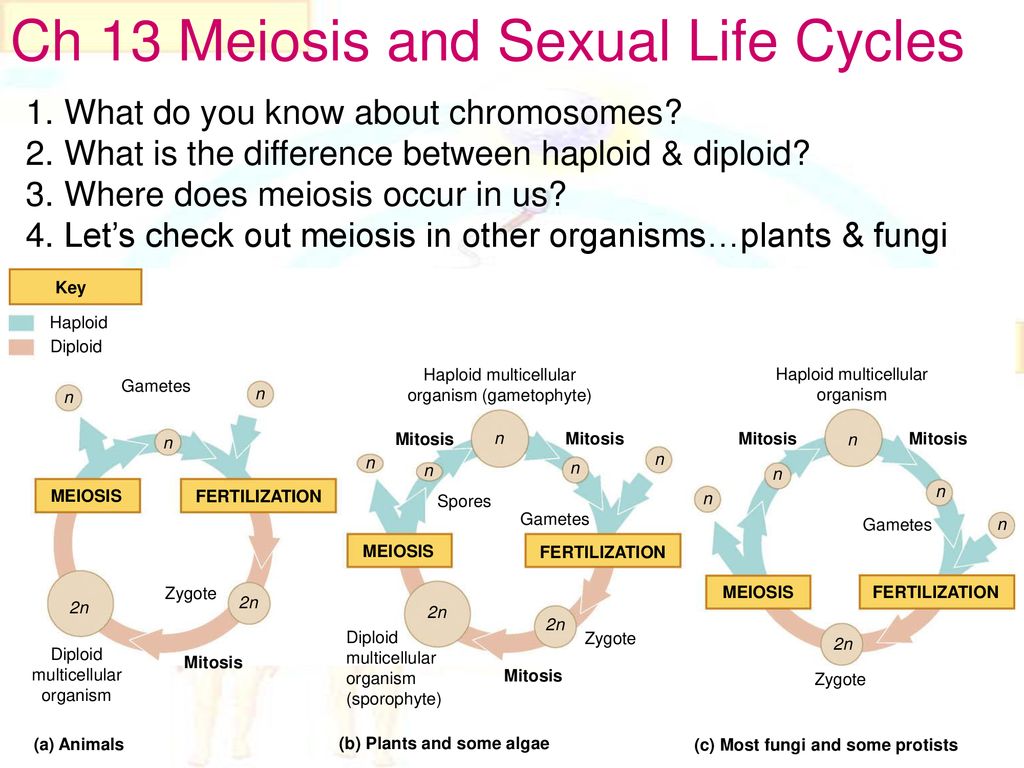 Ch 13 Meiosis and Sexual Life Cycles - ppt download