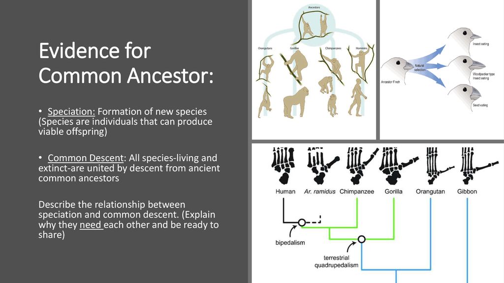 Embryology note image common ancestor note image ppt download