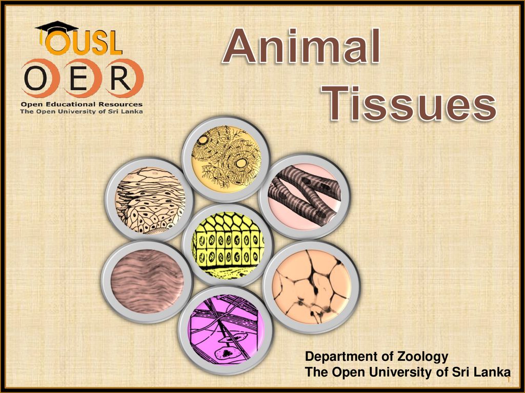 Animal Tissues Department of Zoology The Open University of Sri Lanka. -  ppt download