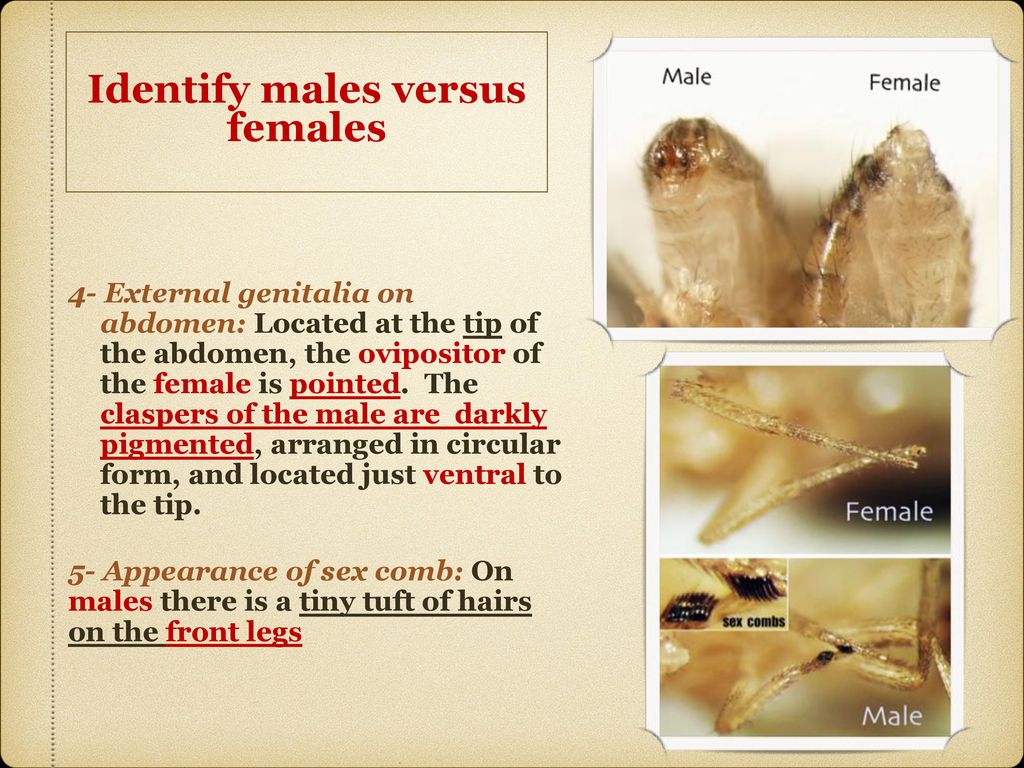 Drosophila Melanogaster - Ppt Download