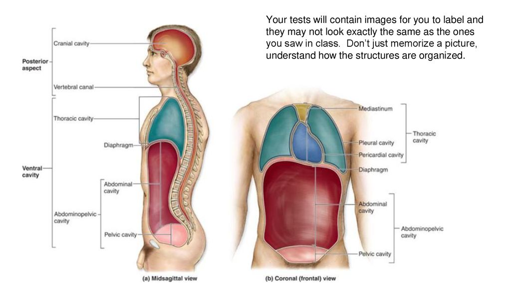 Introduction to Human Anatomy and Physiology (Chapter 1 ...