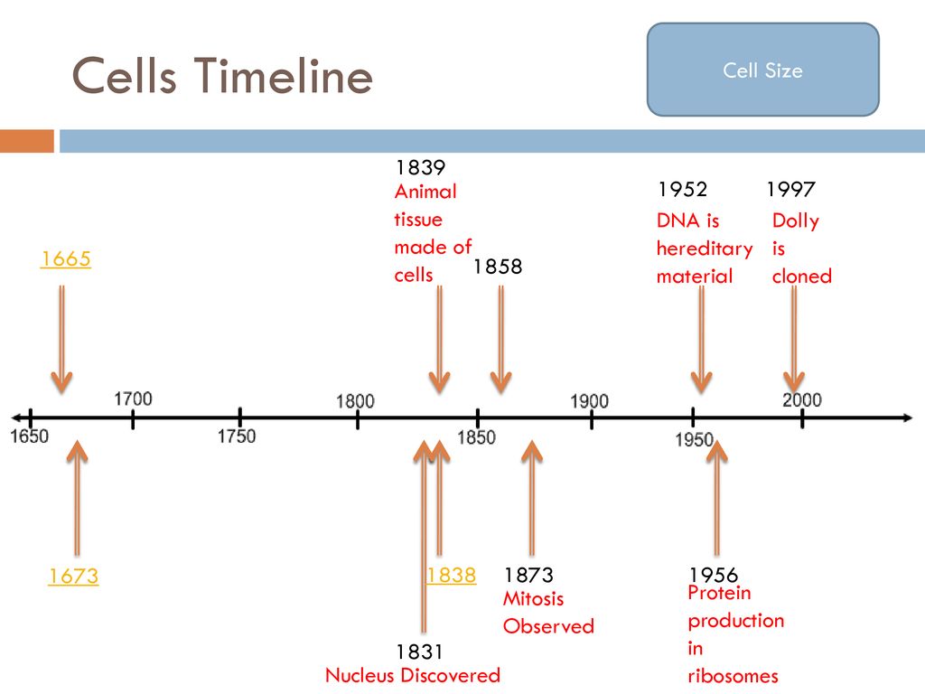The History and Theory of Cells - ppt download
