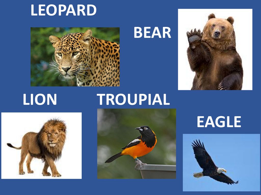 NATIONAL ANIMALS Match the animal with the country it represents. - ppt  download