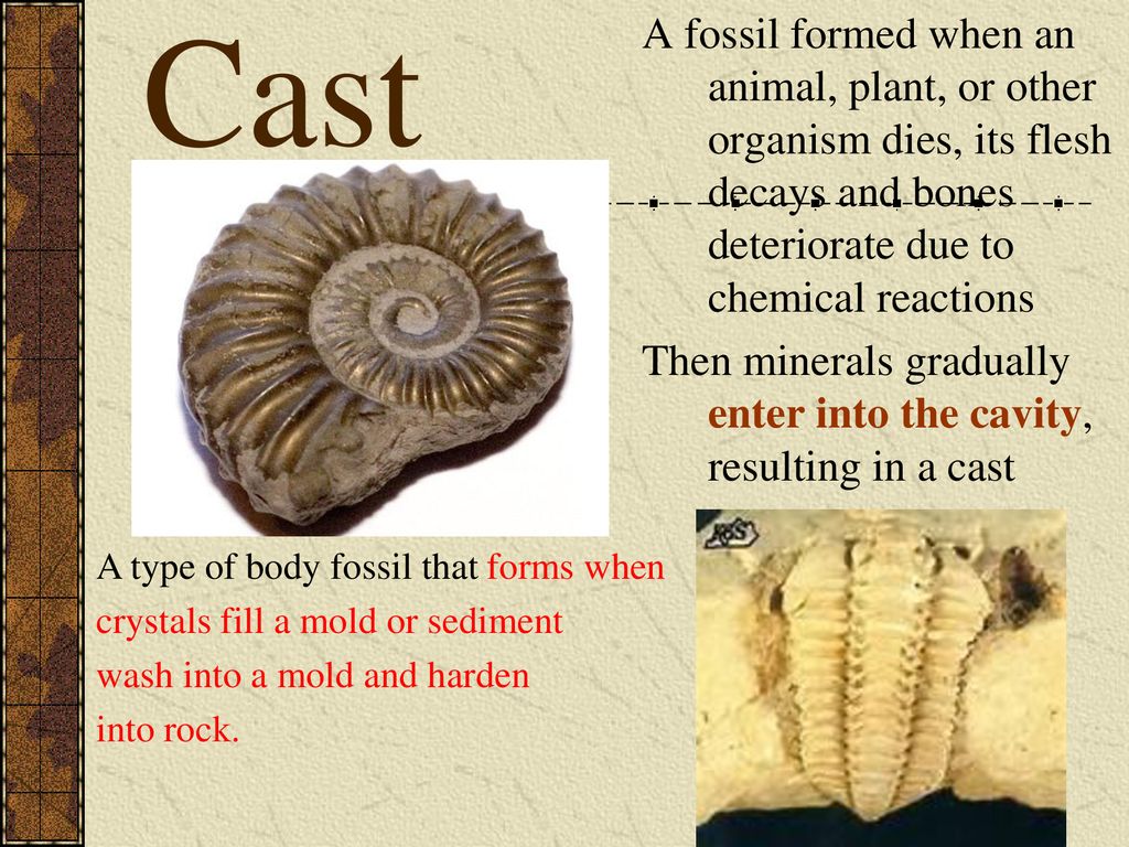 SEVEN WORD CHALLENGE! Write the following 7 words on your paper…anywhere is  fine but spread them out. Fossil Mold Cast Index Fossil Trace Fossil  Per-mineralized. - ppt download