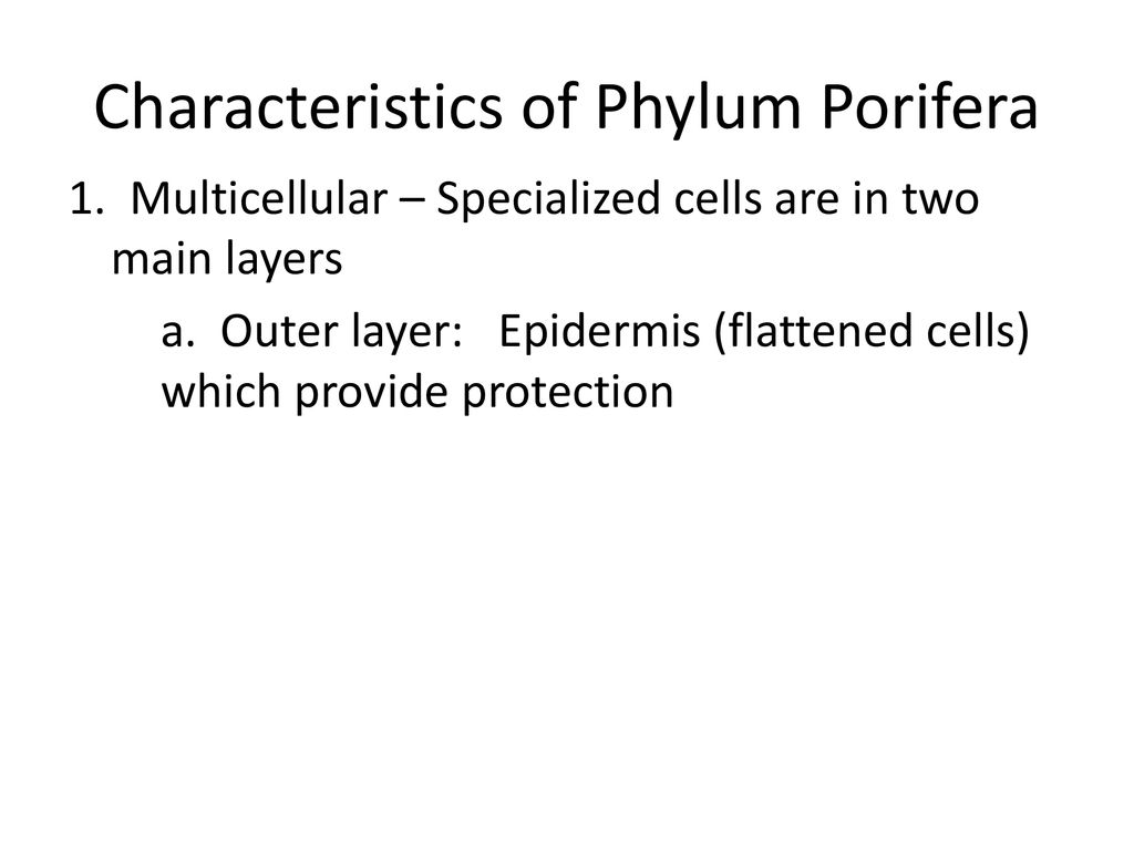 Phylum Porifera (pore bearers) pages 664 to ppt download