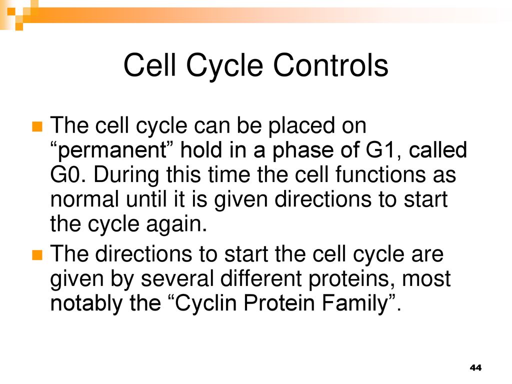 Cell Cycle Mitosis Meiosis Chapter Pages Biology Diagrams