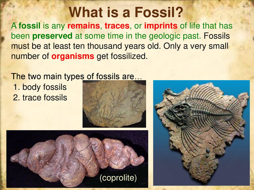 Define fossil