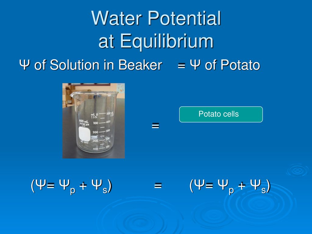 water potential of potato