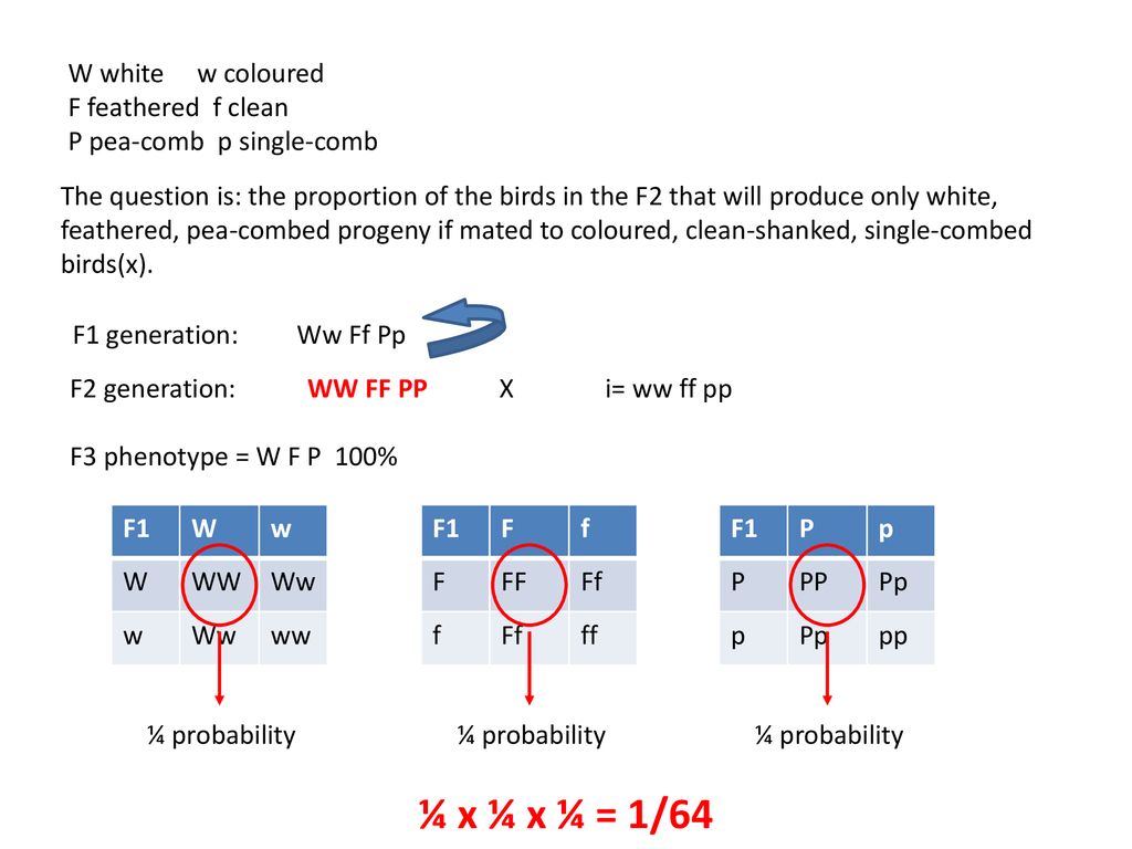 Dna Replication And Cell Cycle Ppt Download