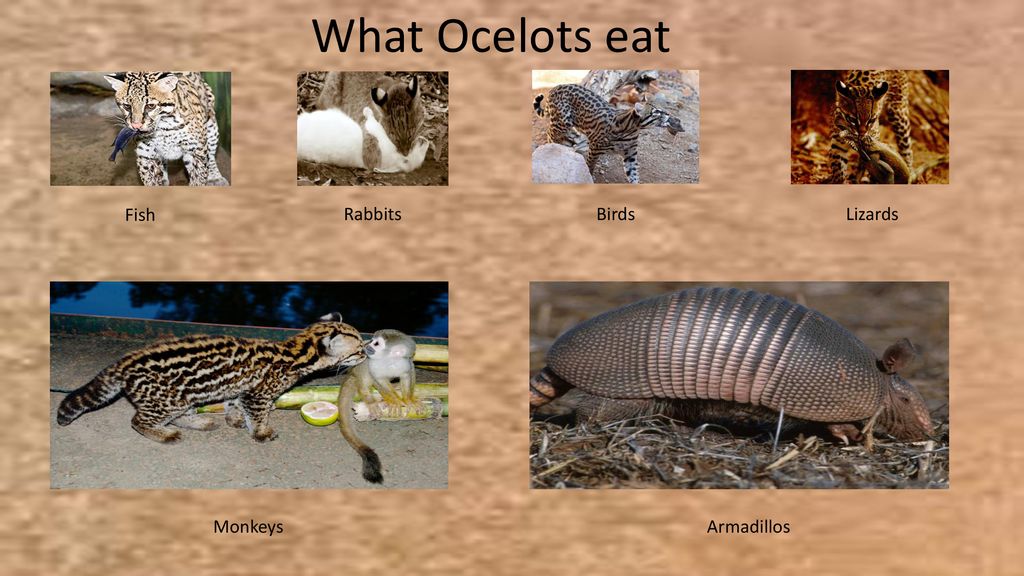 do ocelots eat people