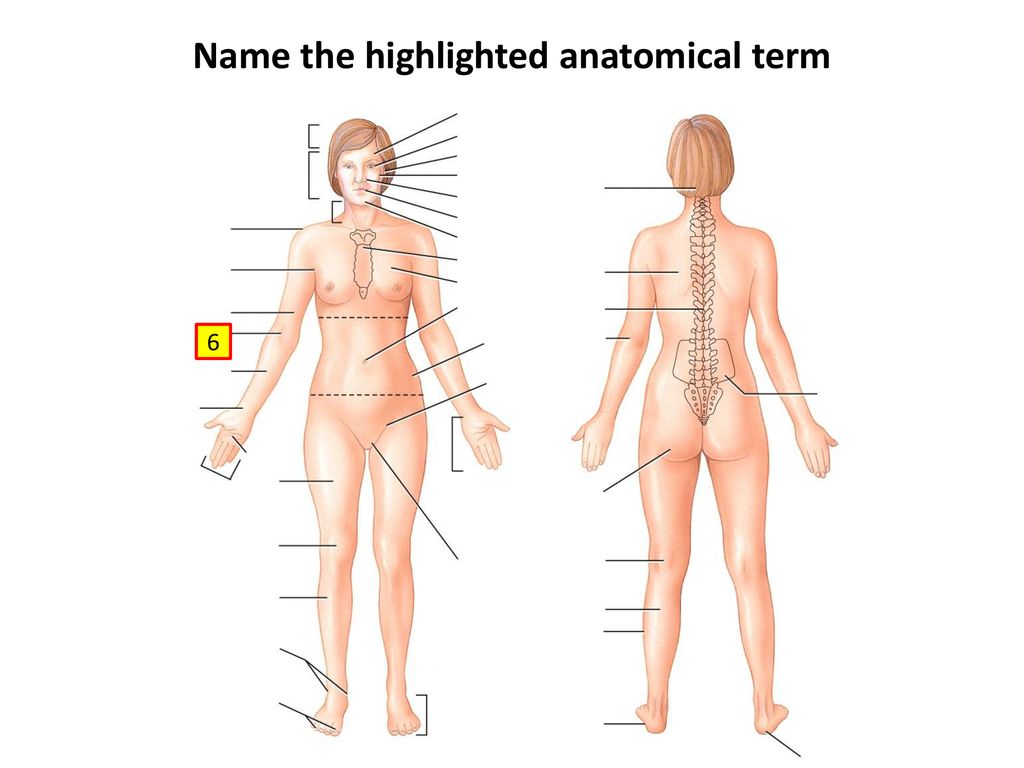 Anatomical Terms Review Game - ppt download
