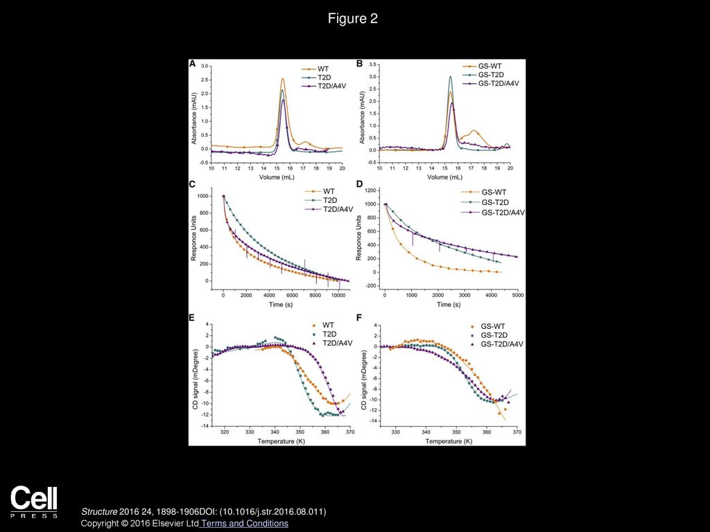 Figure 2 T2D Stabilizes the Native State of SOD1 through Decreased Dimer Dissociation Rates.