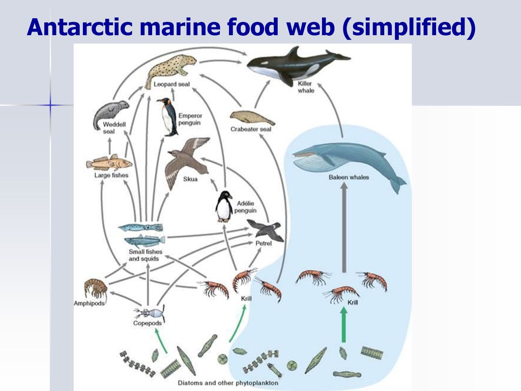 Epipelagic/Antarctic 1 - ppt download