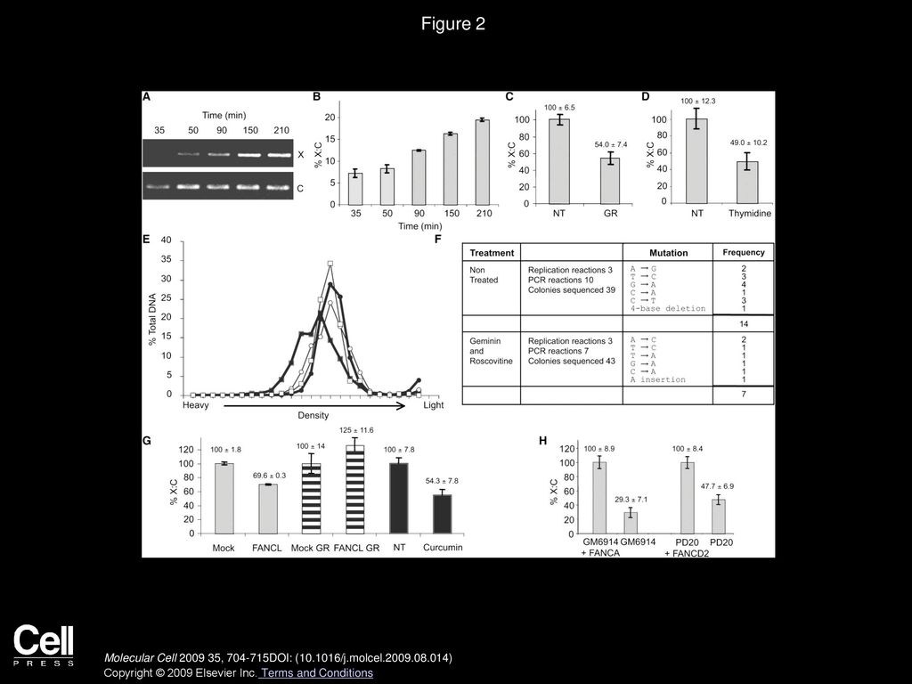 Checkpoint Signaling From A Single Dna Interstrand Crosslink Ppt Download