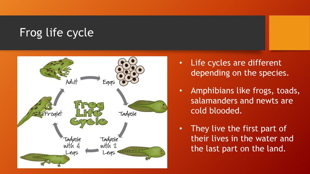 life cycle and honeybees ppt download