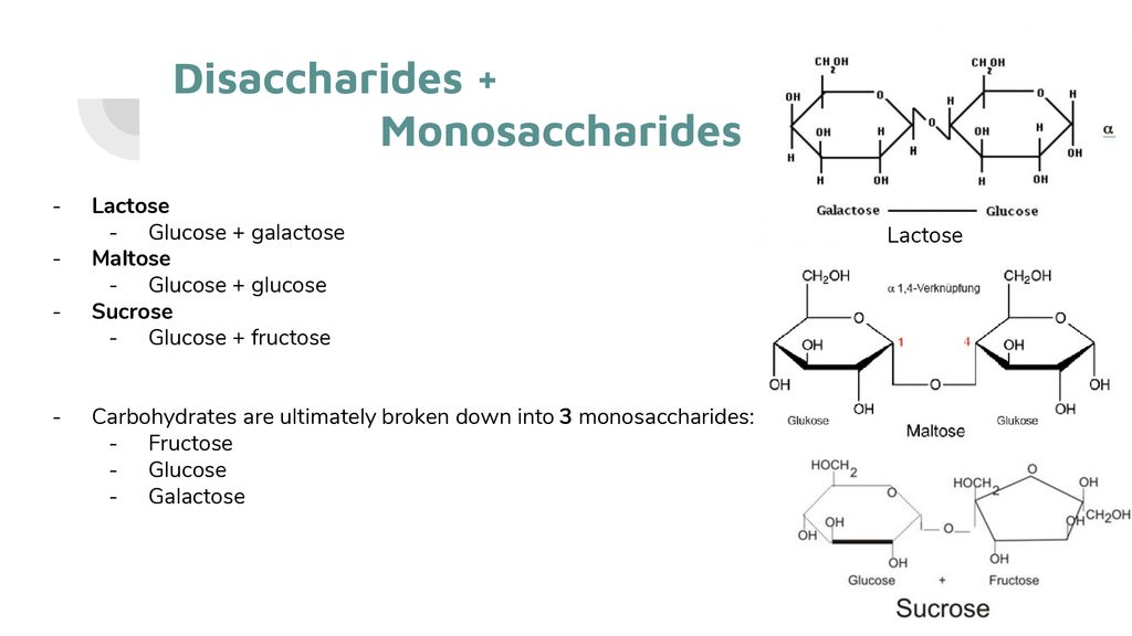 Digestion Of Carbohydrates Ppt Download