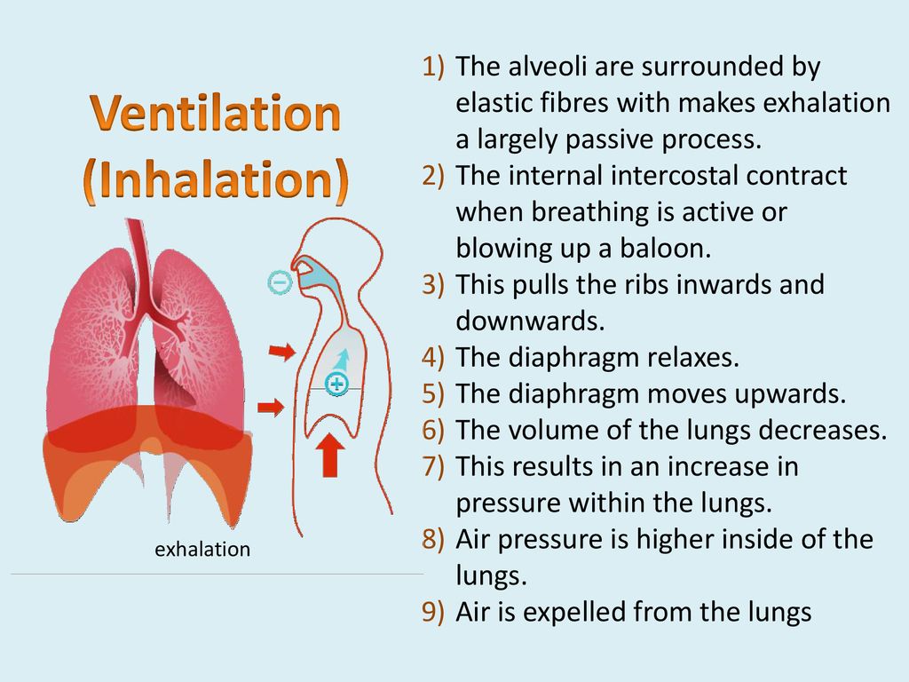 Gaseous Exchange & Ventilation - ppt download