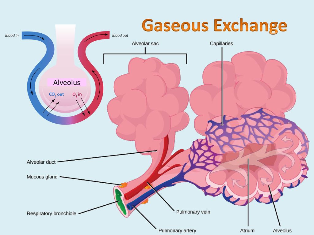 Gaseous Exchange & Ventilation - ppt download