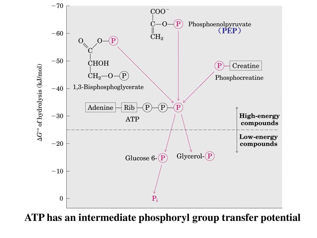 Chapter 13 Bioenergetics And Biochemical Reaction Types - Ppt Download