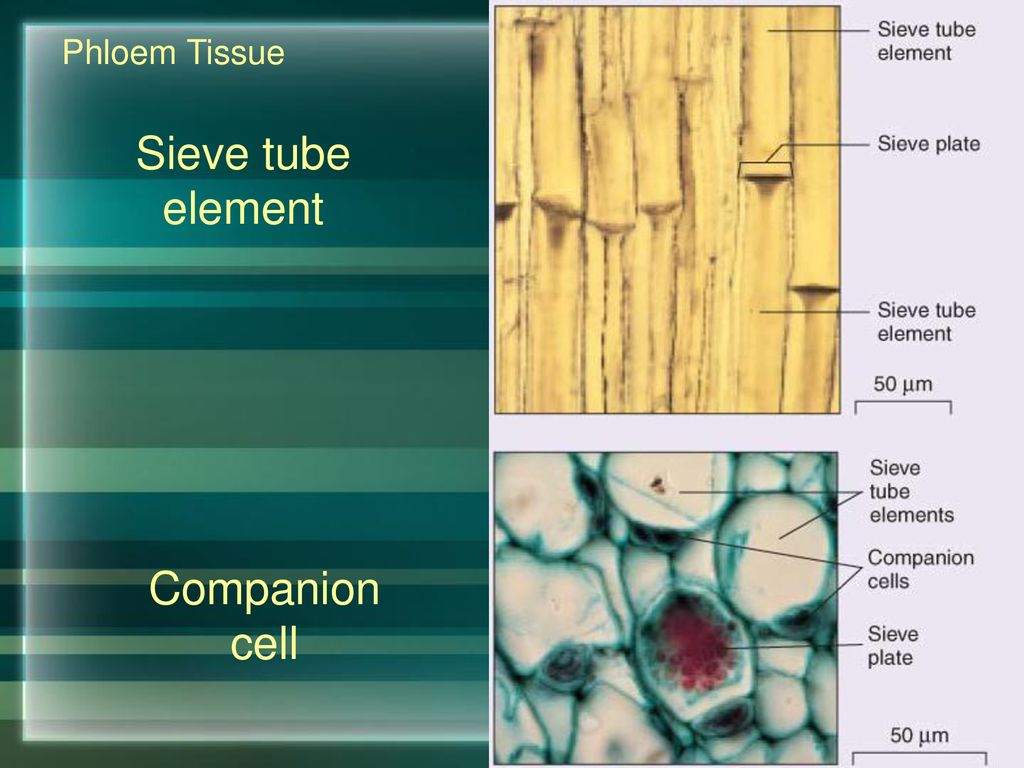 AICE Biology Lab Review AS Paper 3 - ppt download