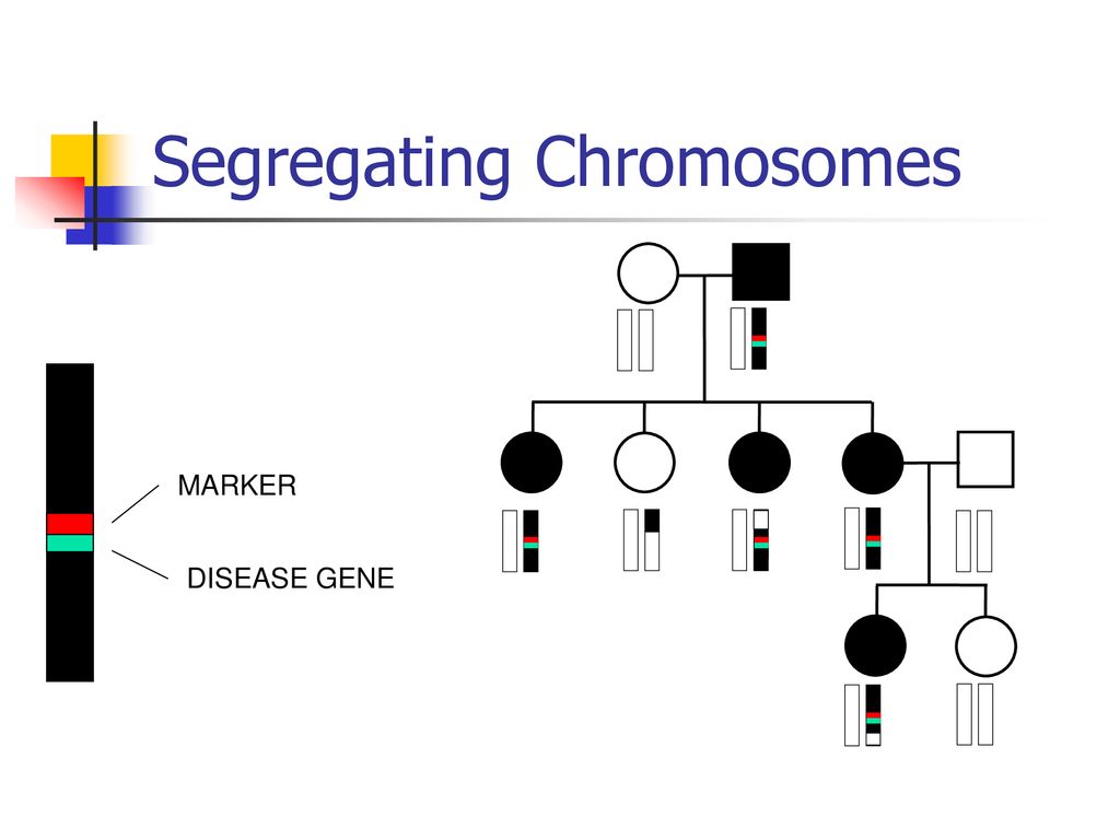 Calculation of IBD probabilities Biology Diagrams