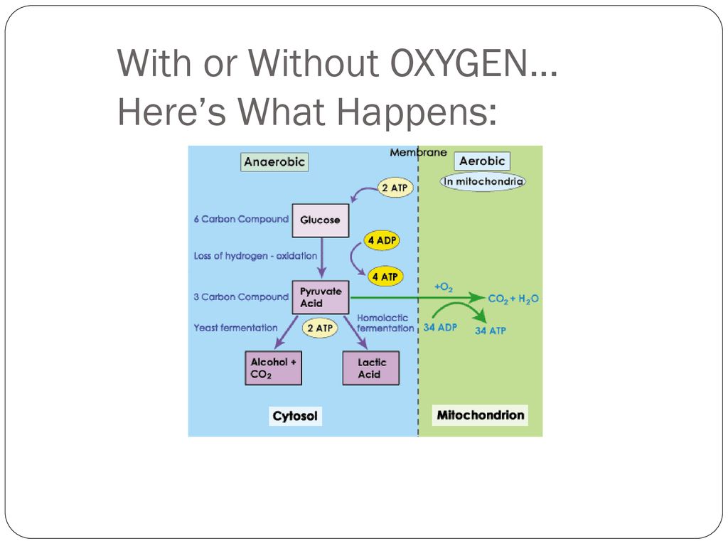 With or Without OXYGEN… Here’s What Happens: