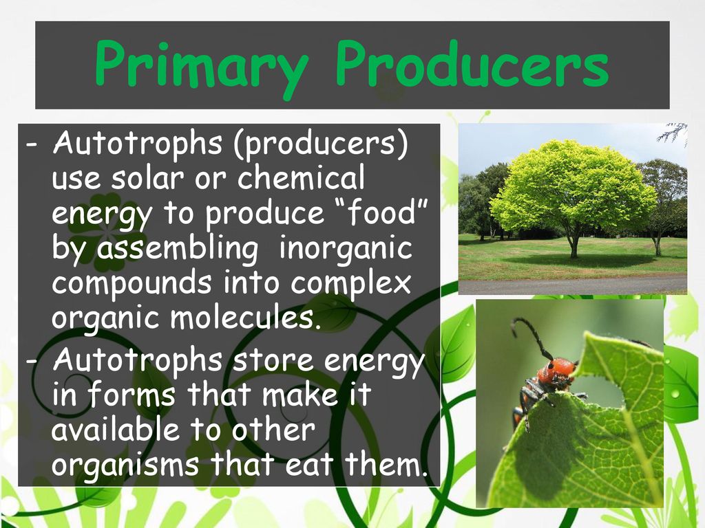 Energy Producers And Consumers Ppt Download energy-producers-and-consumers-ppt-download