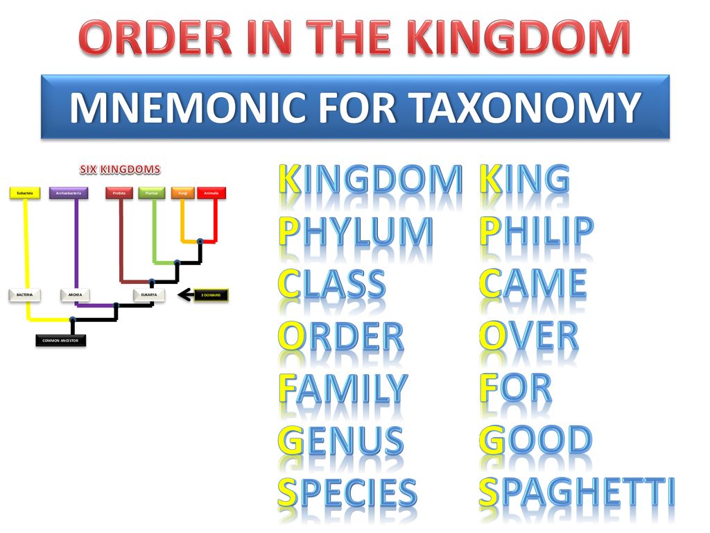 Plants – Animals - Microorganisms - ppt download