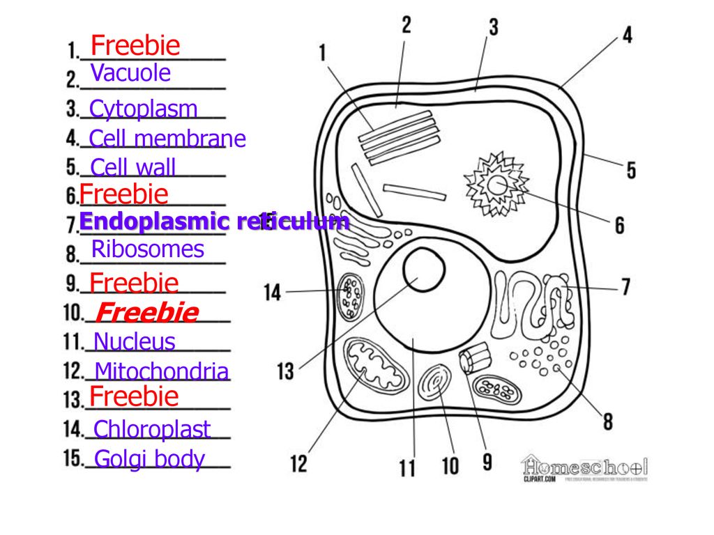 Nov. 13, 2019 You need: Clean paper / pencil Protist chart Old warm up ...