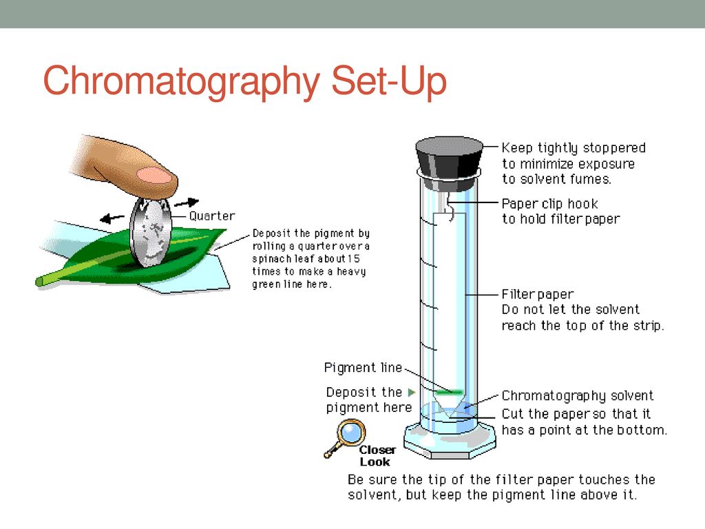 Plant Pigment Chromatography - ppt download