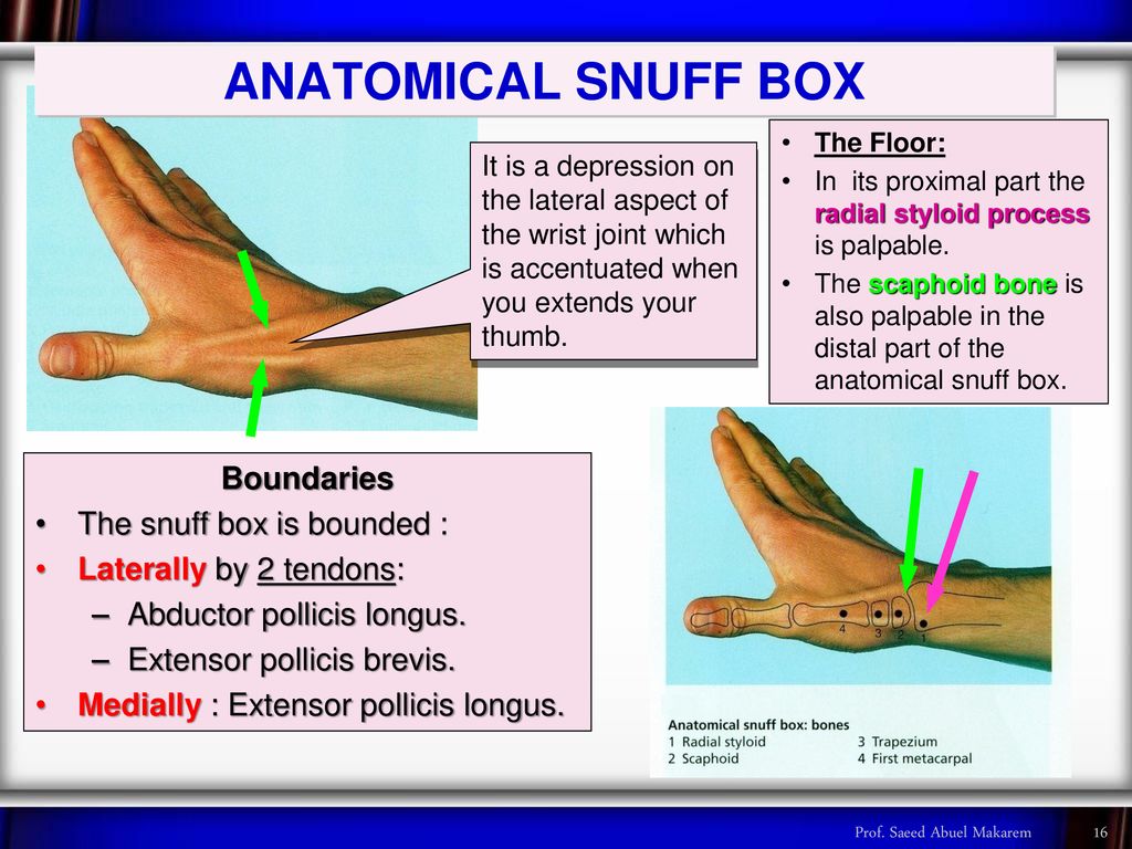 Palpable Anatomy: The Anatomical Snuffbox