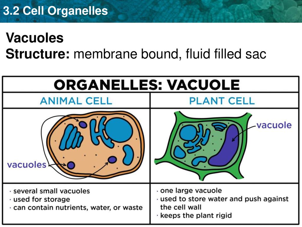 membrane bound fluid filled sac