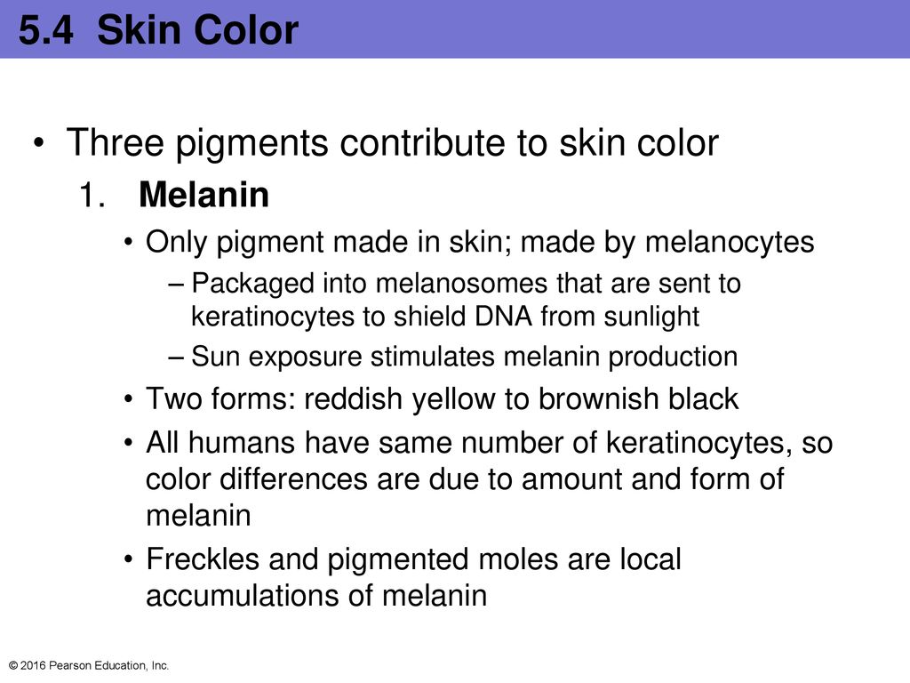 2016 Pearson Education Inc Biology Diagrams