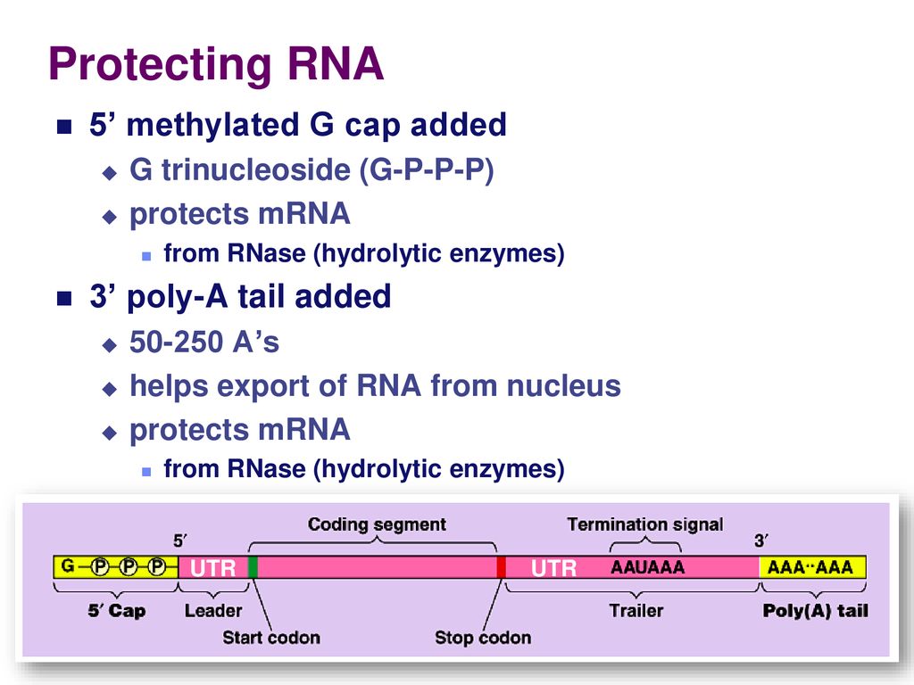 Chapter 17 From Gene to Protein. - ppt download