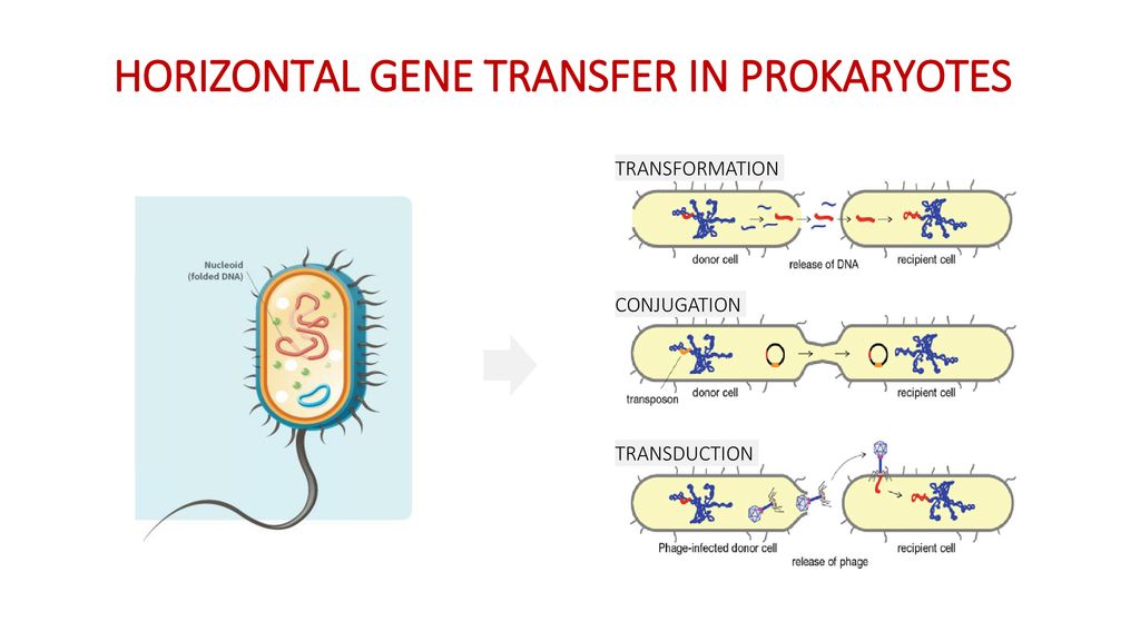 gene transfer in prokaryotes