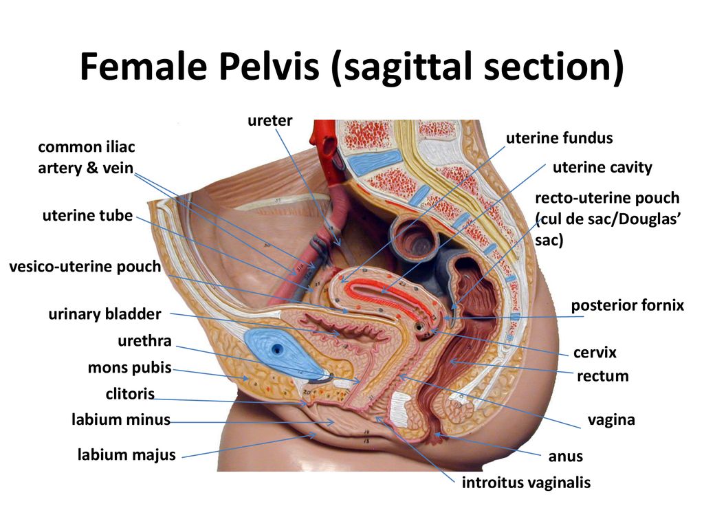 Female Pelvis (sagittal section) ureter uterine fundus common iliac artery  & vein uterine cavity recto-uterine pouch (cul de sac/Douglas' sac)  uterine. - ppt download