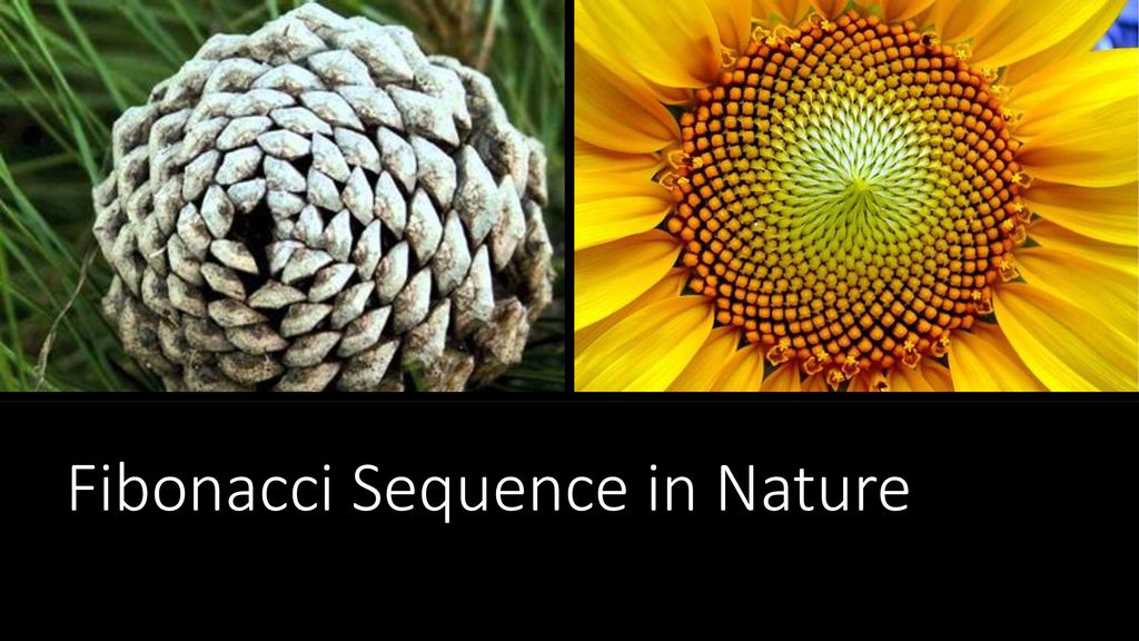 Fibonacci Series, Pascal’s Triangle, and The Golden Ratio - ppt download