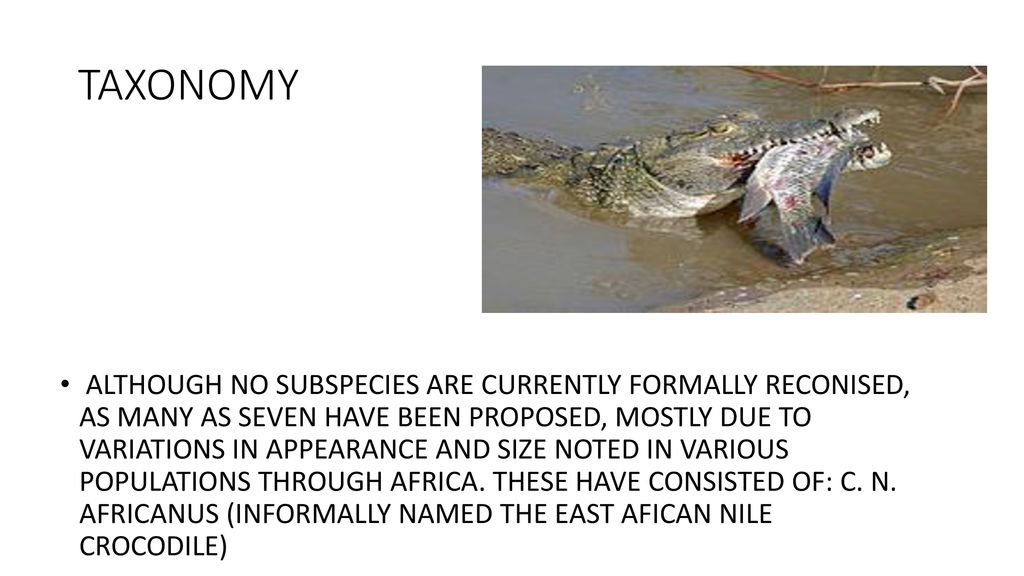 NILE CROCODILE AND FACTS. - ppt download