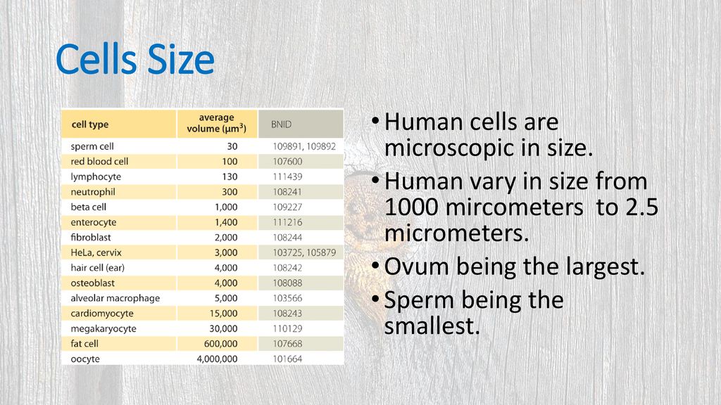 Cytology The Study Of Cells Ppt Download cytology-the-study-of-cells-ppt-download