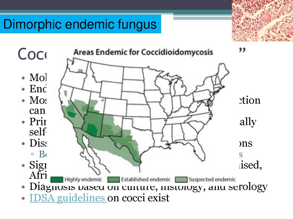 Fungal Infections And Anti Fungal Therapy An Introduction Ppt Download