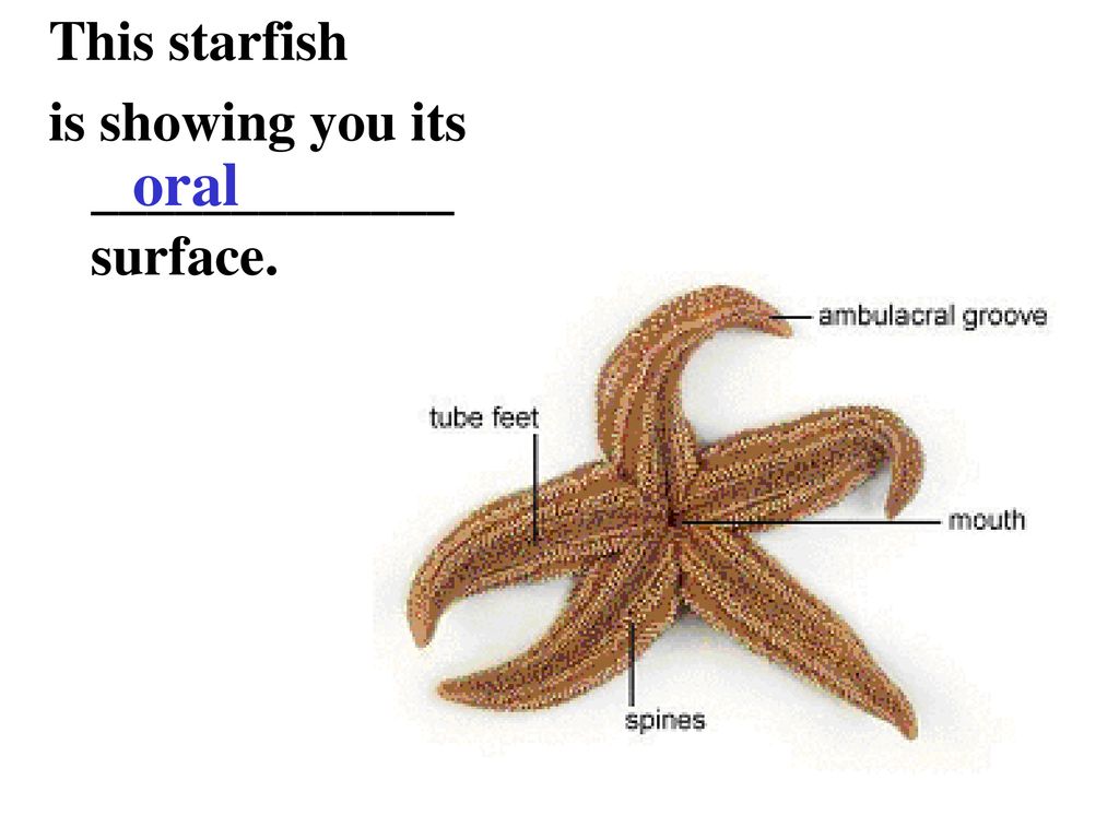 This starfish is showing you its surface. oral.