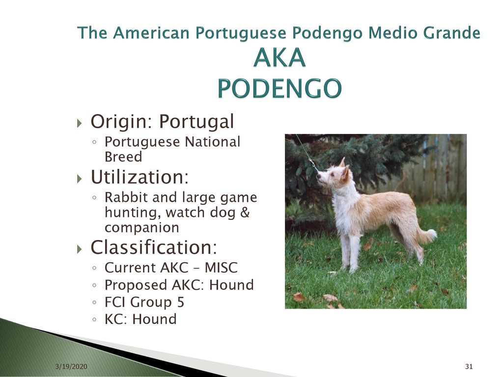 The Portuguese Podengo Ppt Download
