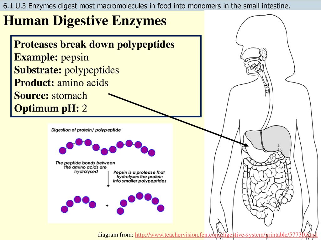 IB Biology 6.1 Digestive System Biology Diagrams
