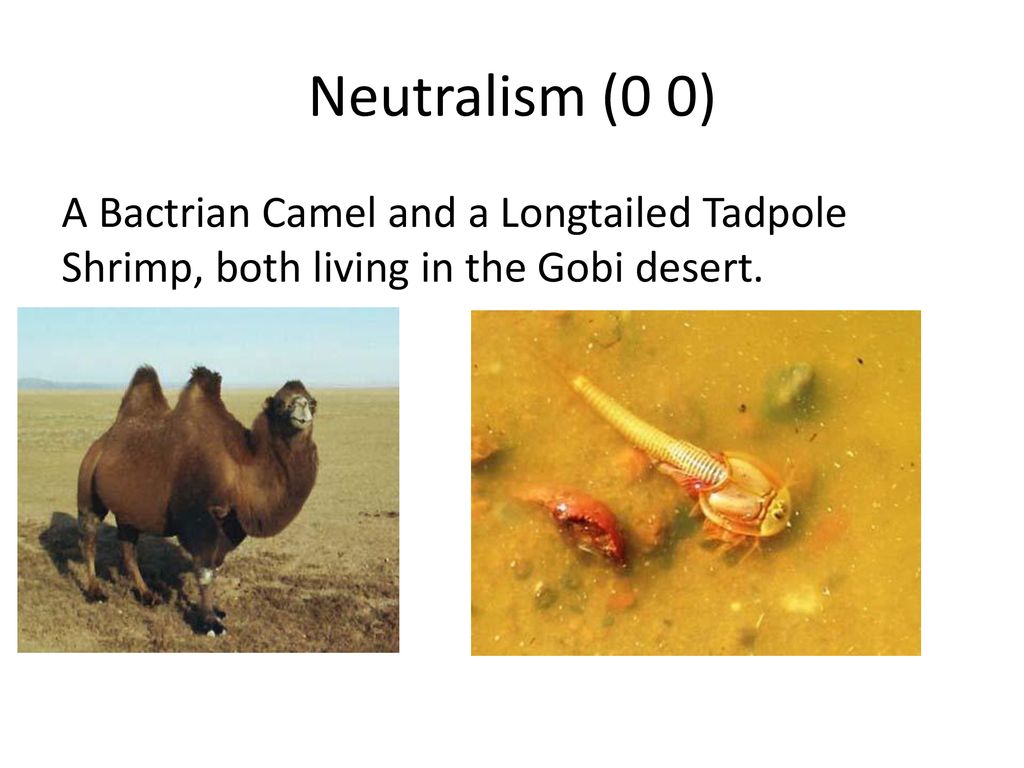 Types of Symbiotic Relationships - ppt download