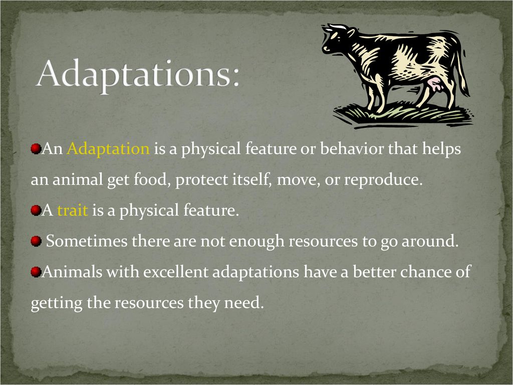 How Do Animals Adapt? Animals inherit characteristics from their parents.  These special features and behaviors help them survive. - ppt download